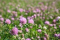 Pink clover flowers on meadow Royalty Free Stock Photo