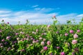 Pink clover meadow and blue sky. Trifolium pratense flowers in field.