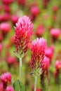 Pink clover Trifolium incarnatum in blossom