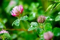 Pink Clover (Trifolium Pratense) Royalty Free Stock Photo