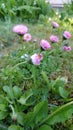 Pink clovers in evening Royalty Free Stock Photo