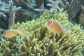 Pink clownfish