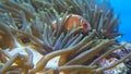 Pink clownfish swim among an anemone tentacles