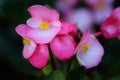 Pink Clubed begonia flowers Royalty Free Stock Photo