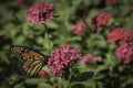 Pink cluster flower bush with monarch butterfly