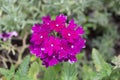 Pink cluster flower Lantana - Verbenaceae