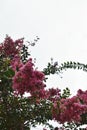 Pink cluster of flowers