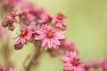 Pink cobweb houseleek flowers on a green background Royalty Free Stock Photo