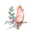 Pink cockatoo bird with flowers and eucalyptus leaves. Watercolor illustration. Hand drawn realistic Major Mitchell