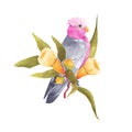 Pink cockatoo Galah parrot with Gum tree yellow flower and green leaves isolated on white background. Australian tropic bird hand Royalty Free Stock Photo