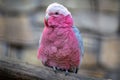 Pink cockatoo portait Royalty Free Stock Photo