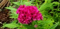 Pink Cockscomb or Celosia Cristata Flower in the Garden Royalty Free Stock Photo