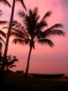 Pink Coconuts