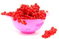 Pink colander with red currant berries Royalty Free Stock Photo