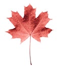 Pink or colar maple leaf isolated white background. Beautiful autumn maple leaf isolated on white. Fall leaf Royalty Free Stock Photo