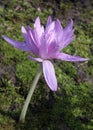 Pink colchicum `Waterlilly` after rain Royalty Free Stock Photo