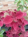 Pink coleus foliage that appear glow bright pink exposed to sunlight