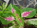 Pink coleus. green and red coleus leaves texture Royalty Free Stock Photo