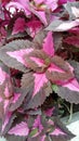 pink coleus ornamental plant