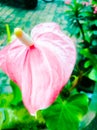 A pink color anthurium flower with long spadix and large spathe of pink color. Royalty Free Stock Photo