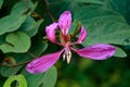 Pink color Bauhinia acuminate or orchid tree flower