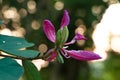 Pink color Bauhinia acuminate or orchid tree flower Royalty Free Stock Photo