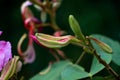 Pink color Bauhinia acuminate or orchid tree flower