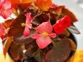 pink color of begonia grandis, the Hardy begonia growth