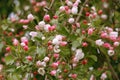 Pink color blooming Apple tree