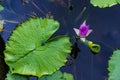Pink color blooming water lily and lotus flower Royalty Free Stock Photo