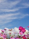 Pink color cosmos flowers in the field white bright blue sky Royalty Free Stock Photo