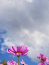 Pink color cosmos flowers in the field with bright blue sky white clouds Royalty Free Stock Photo