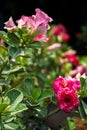 Pink color Desert rose or Adenium Obesum blooming with blur bac