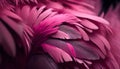 Pink color feathers bird background colored plumage Royalty Free Stock Photo