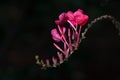 Pink color flower creeper