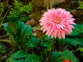 Pink color flower looking so beautiful Royalty Free Stock Photo