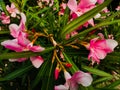 Pink color flowers with leafs Royalty Free Stock Photo