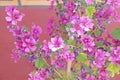 Pink color Flowery Background clicked in Laddakh