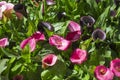 The Pink color fresh calla lilly flowers on nature background Royalty Free Stock Photo