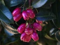 Pink color fruits of Lilly Pilly plant Royalty Free Stock Photo