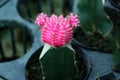 Pink color of gymnocalycium mihanovichii cactus in the mini plant pot