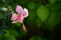 Pink color hibiscus flower with bud over blur green leaves background, selective focus Royalty Free Stock Photo