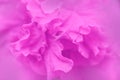 Pink color of Hibiscus flower petals background Royalty Free Stock Photo