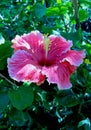 Pink color Hibiscus flower, Rose Mallow flower Royalty Free Stock Photo