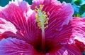 Pink color Hibiscus flower, Rose Mallow flower Royalty Free Stock Photo