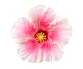 Pink color hibiscus flower top view isolated on white background, clipping path Royalty Free Stock Photo