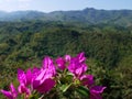 Pink color leaves on the high mountain view thailand Royalty Free Stock Photo