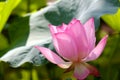Pink color lotus Royalty Free Stock Photo