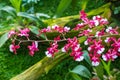 Pink color orchid flowers on blurry green nature background Royalty Free Stock Photo