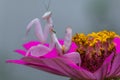 Pink color of orchid mantis in flowers Royalty Free Stock Photo